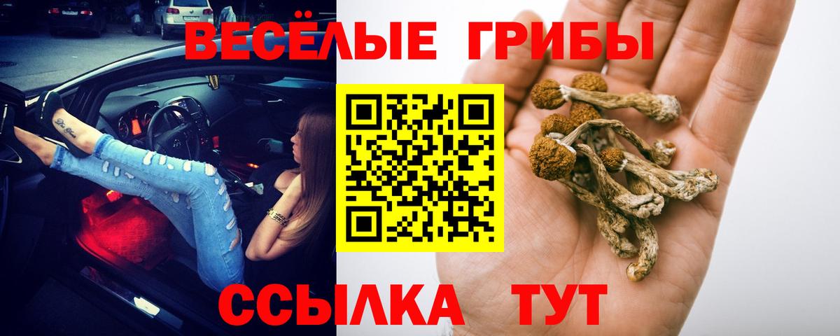 Галлюциногенные грибы Psilocybe Северобайкальск